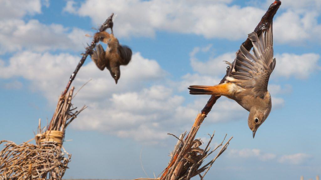 Can I Hunt Migratory Birds In Africa?