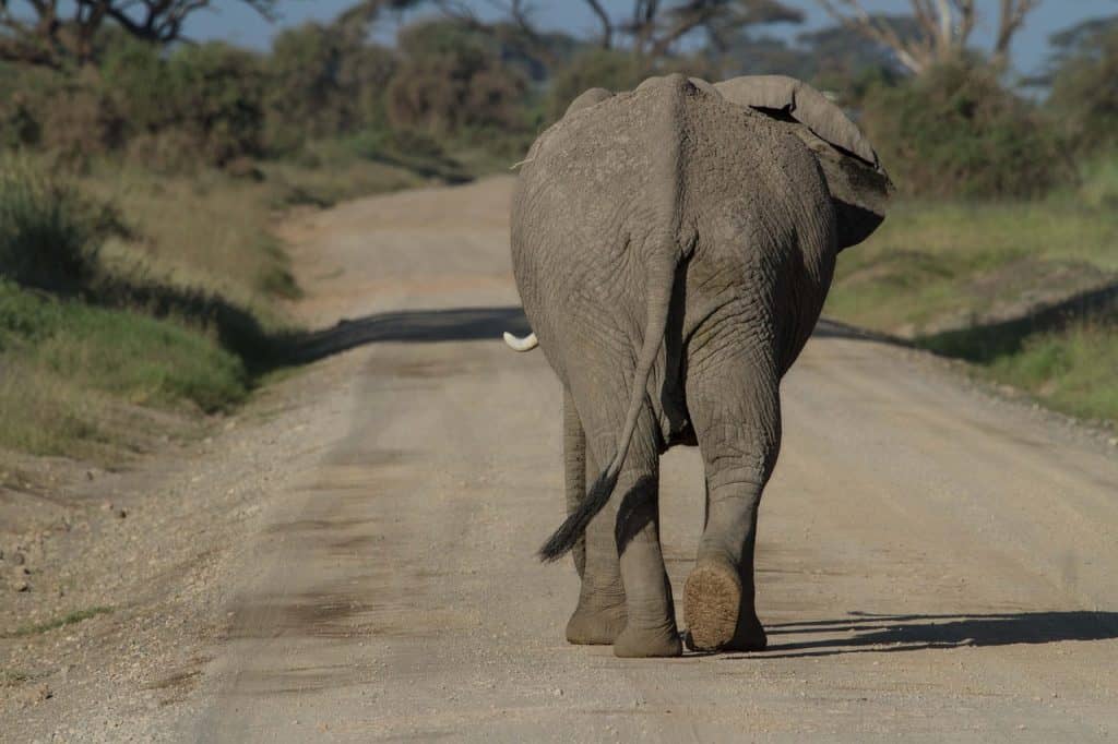 Hunting In Bénoué National Park