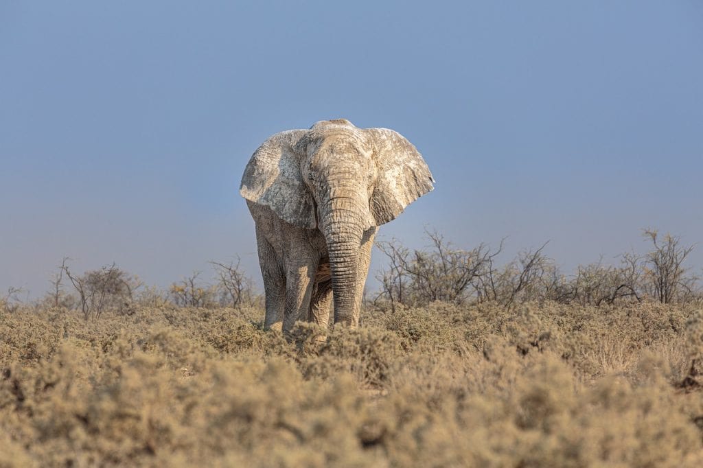 Hunting In Bénoué National Park