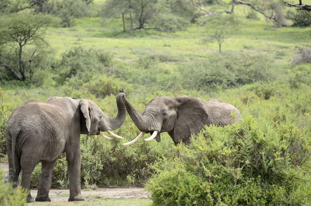 Hunting In Bouba Ndjida National Park