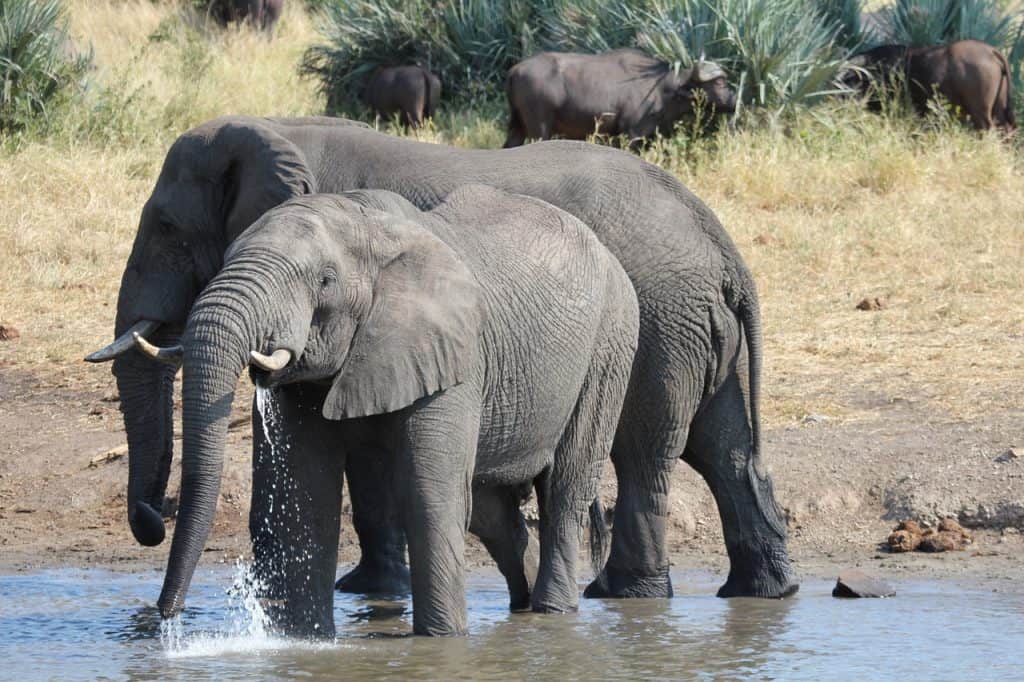 Hunting In Bouba Ndjida National Park