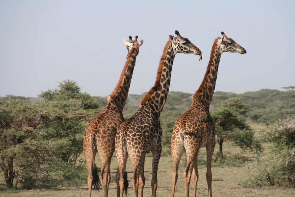 Hunting In Bubye Valley Conservancy