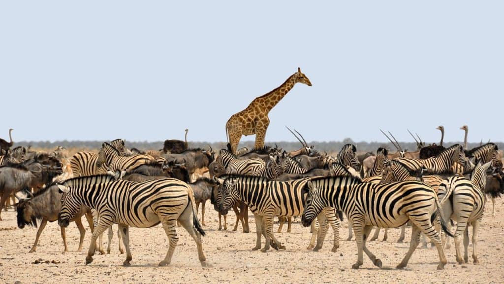 Hunting In Bubye Valley Conservancy