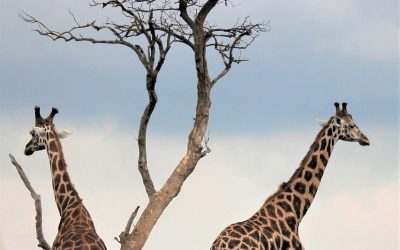 Hunting In Bubye Valley Conservancy