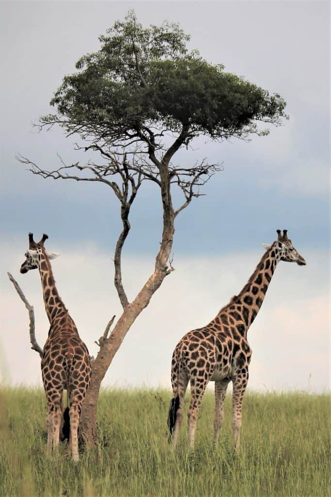 Hunting In Bubye Valley Conservancy