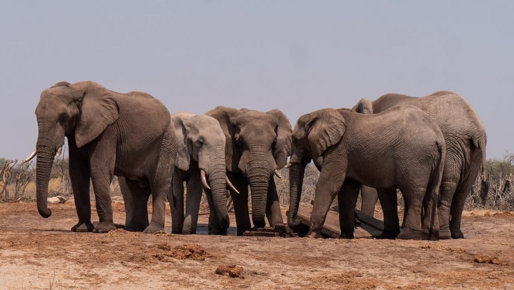 Hunting In Buliisa Game Reserve