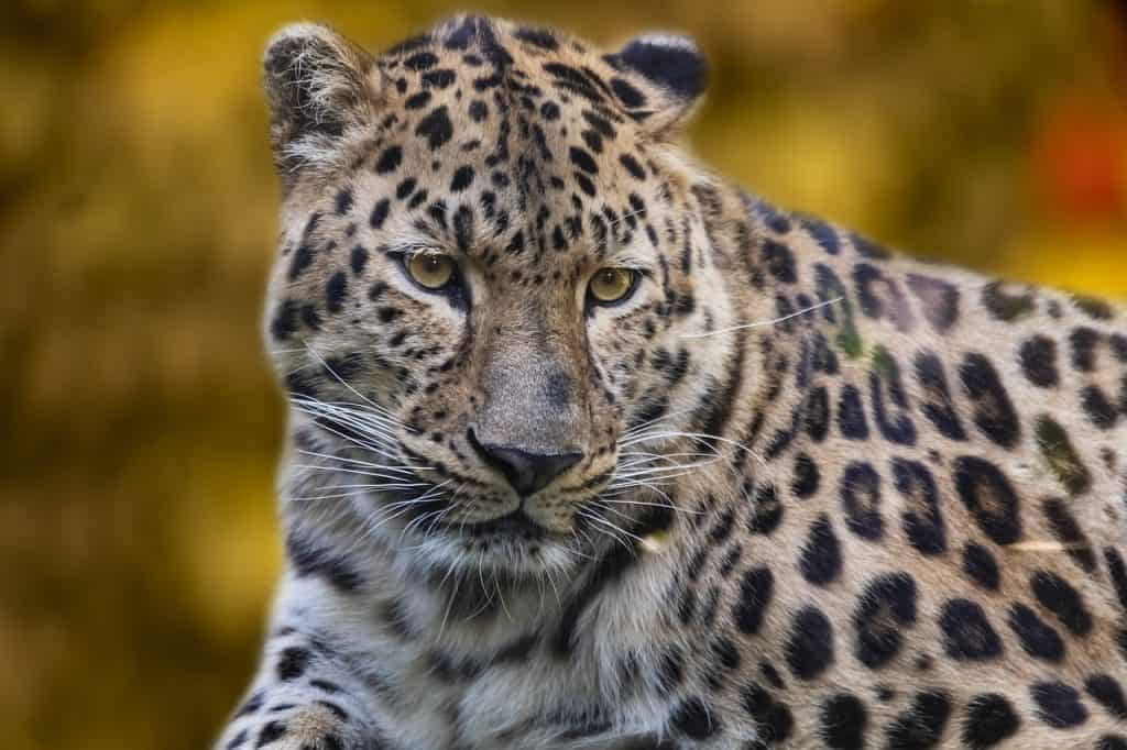 Hunting In Buliisa Game Reserve