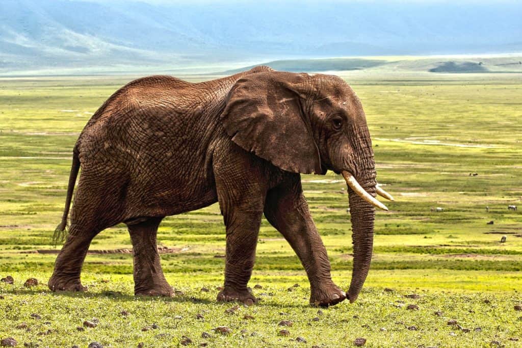 Hunting In Charara Safari Area