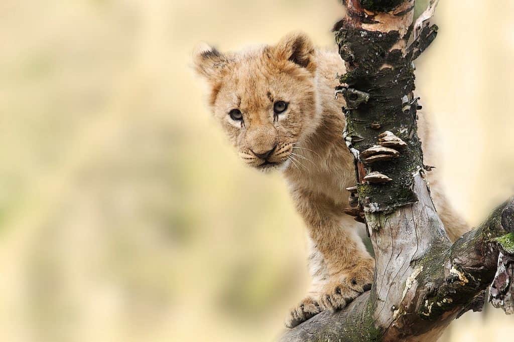 Hunting In Chewore North Safari Area