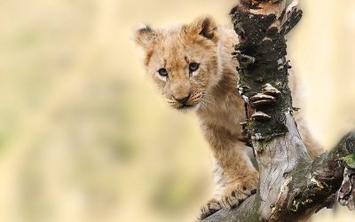 Hunting In Chewore North Safari Area