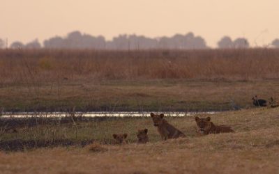 Hunting In Faro National Park