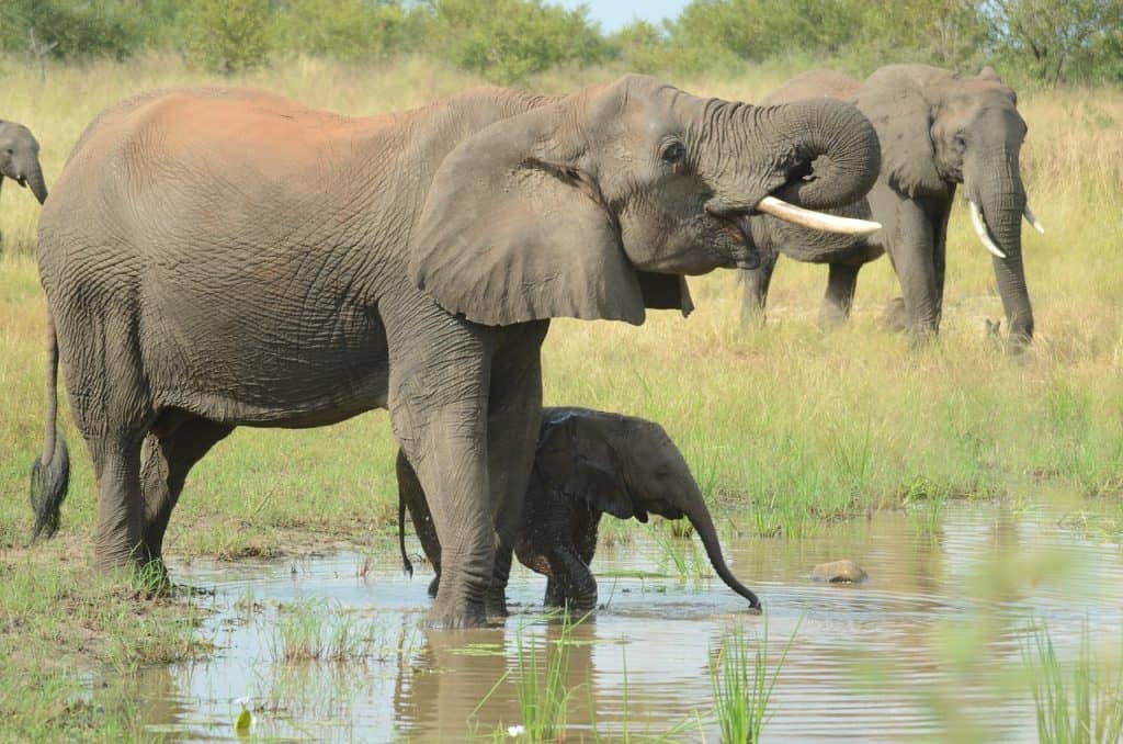 Hunting In Gwayi Conservancy