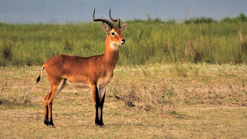 Hunting In Gwayi Conservancy