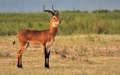 Hunting In Gwayi Conservancy