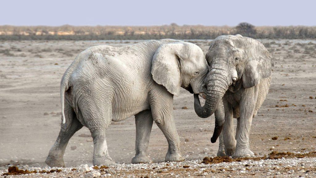 Hunting In Hwange National Park