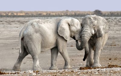 Hunting In Hwange National Park