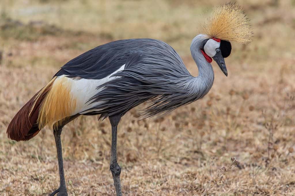 Hunting In Katavi National Park