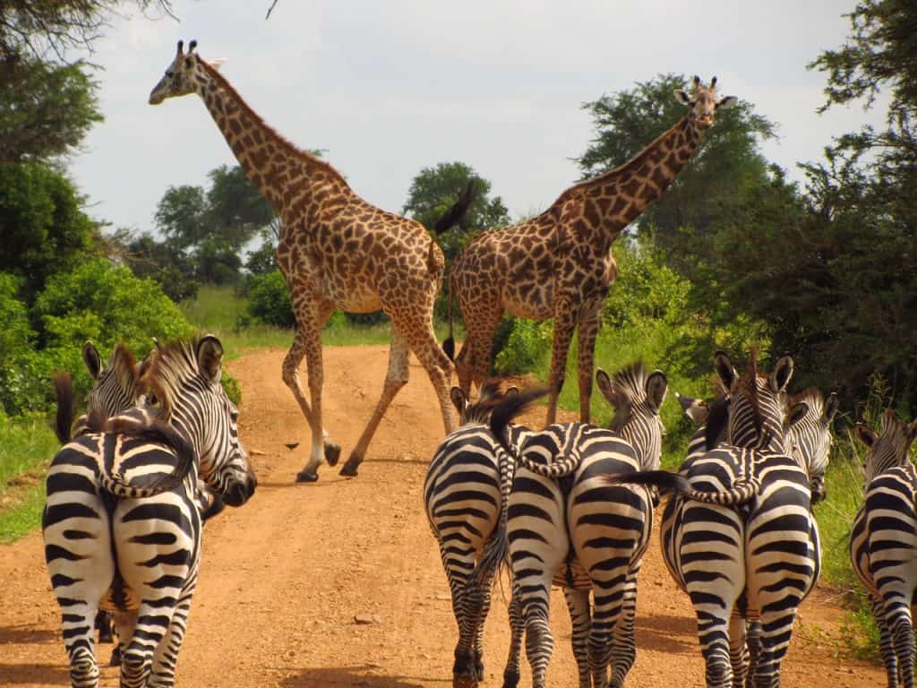 Hunting In Katavi National Park