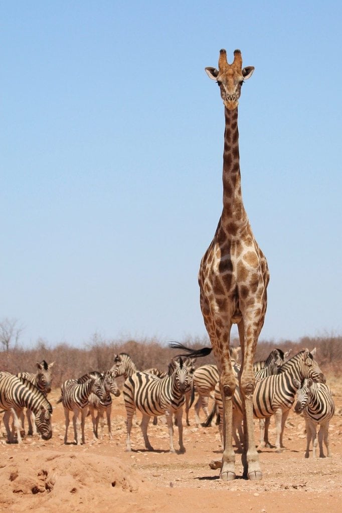 Hunting In Katavi National Park