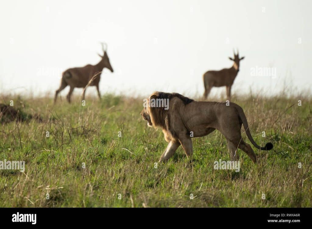 Hunting In Kidepo Valley National Park