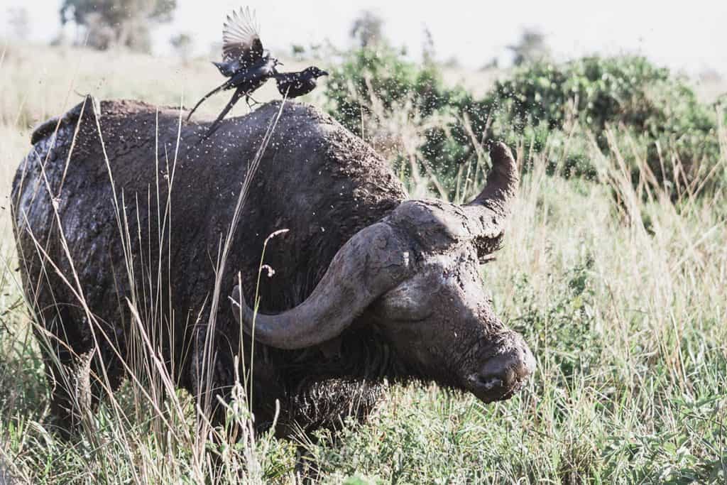 Hunting In Kidepo Valley National Park