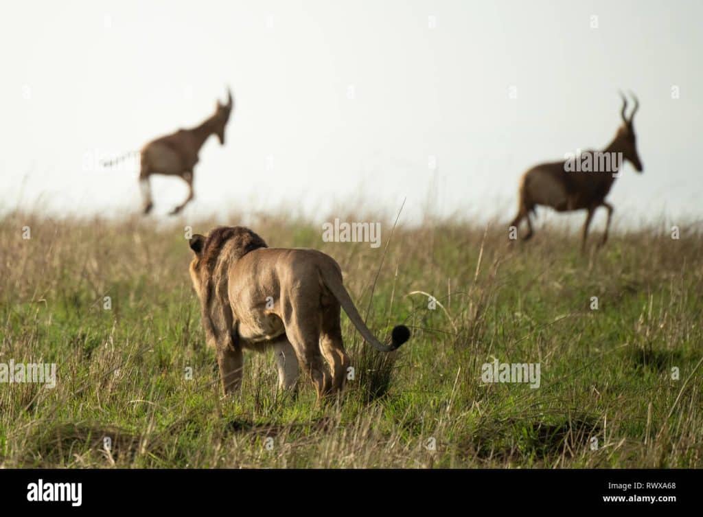 Hunting In Kidepo Valley National Park