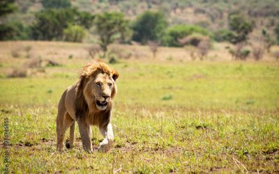 Hunting In Kidepo Valley National Park