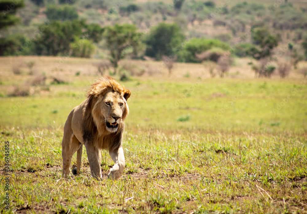 Hunting In Kidepo Valley National Park