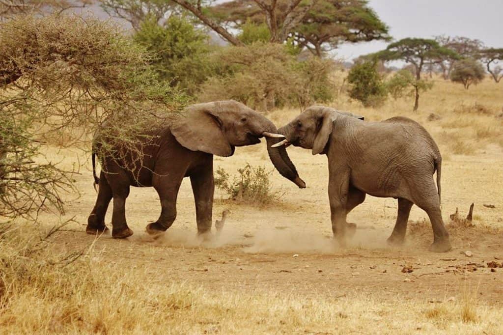 Hunting In Kitulo National Park