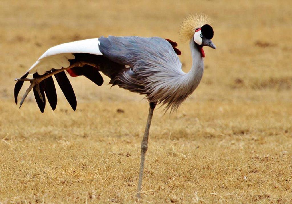 Hunting In Kitulo National Park