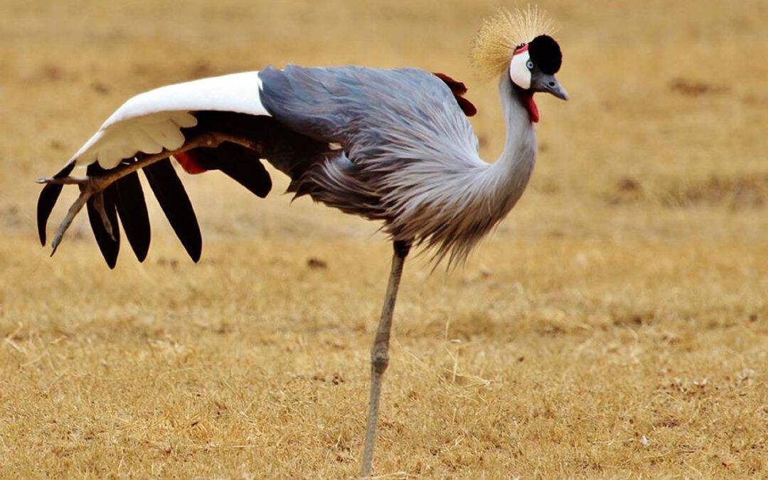 Hunting In Kitulo National Park