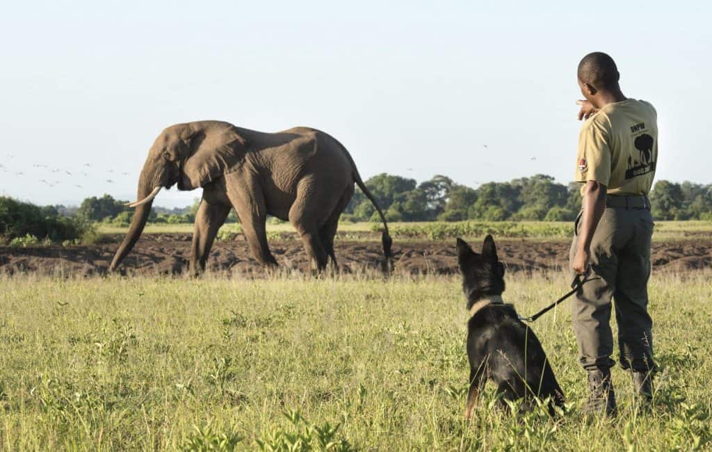 Hunting In Lower Zambezi