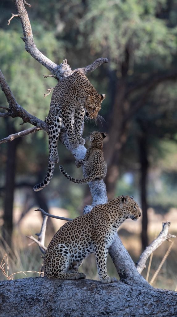 Hunting In Lower Zambezi