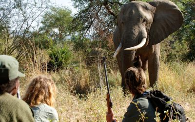 Hunting In Lower Zambezi