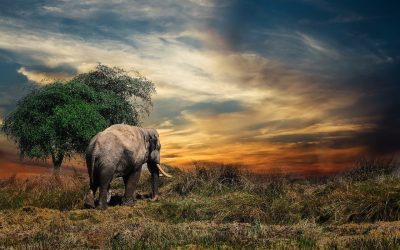 Hunting In Luangwa Valley