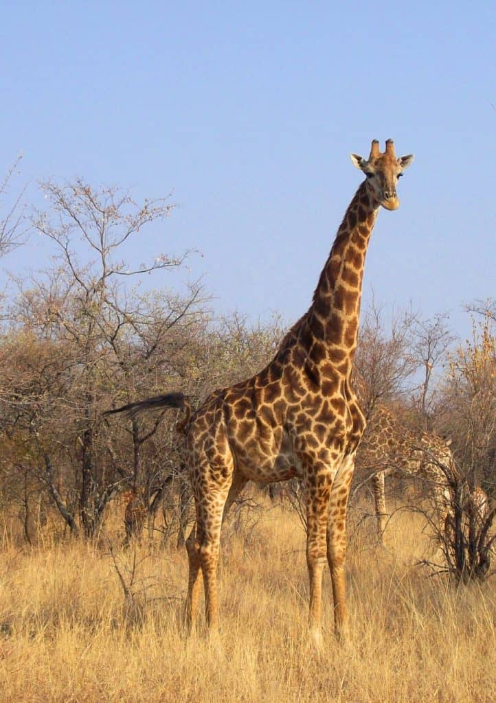 Hunting In Lukusuzi National Park