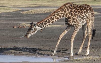 Hunting In Lukusuzi National Park