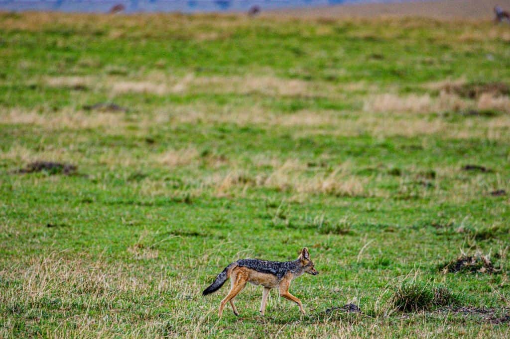 Hunting In Malilangwe Wildlife Reserve