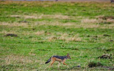 Hunting In Malilangwe Wildlife Reserve