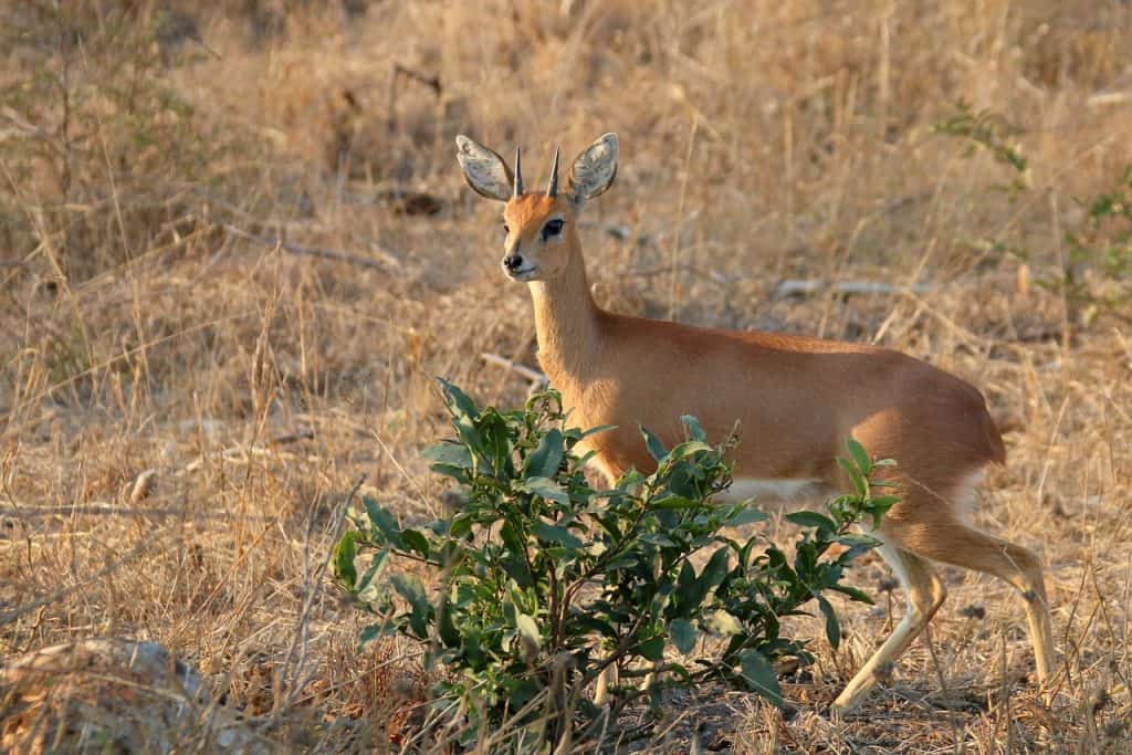 Hunting In Malilangwe Wildlife Reserve