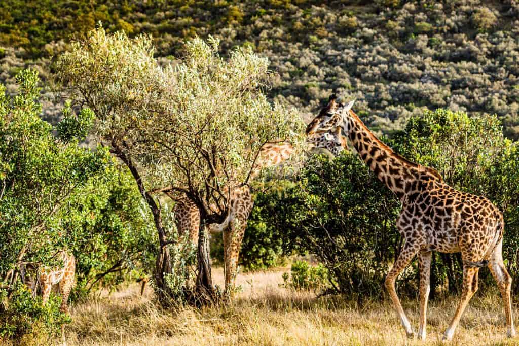 Hunting In Malilangwe Wildlife Reserve