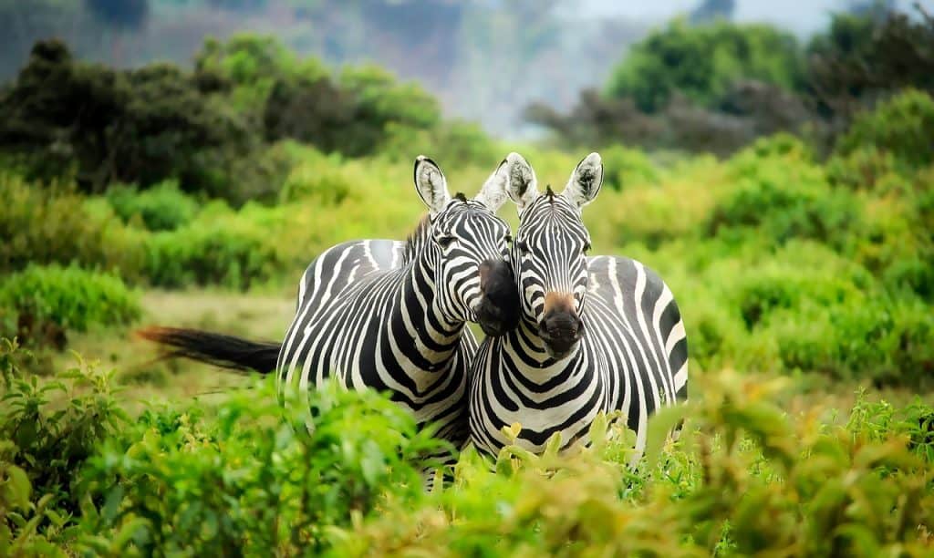 Hunting In Mana Pools National Park