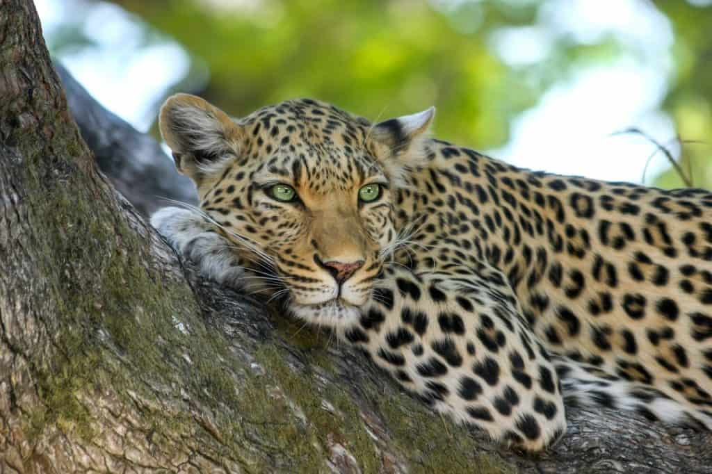 Hunting In Mana Pools National Park