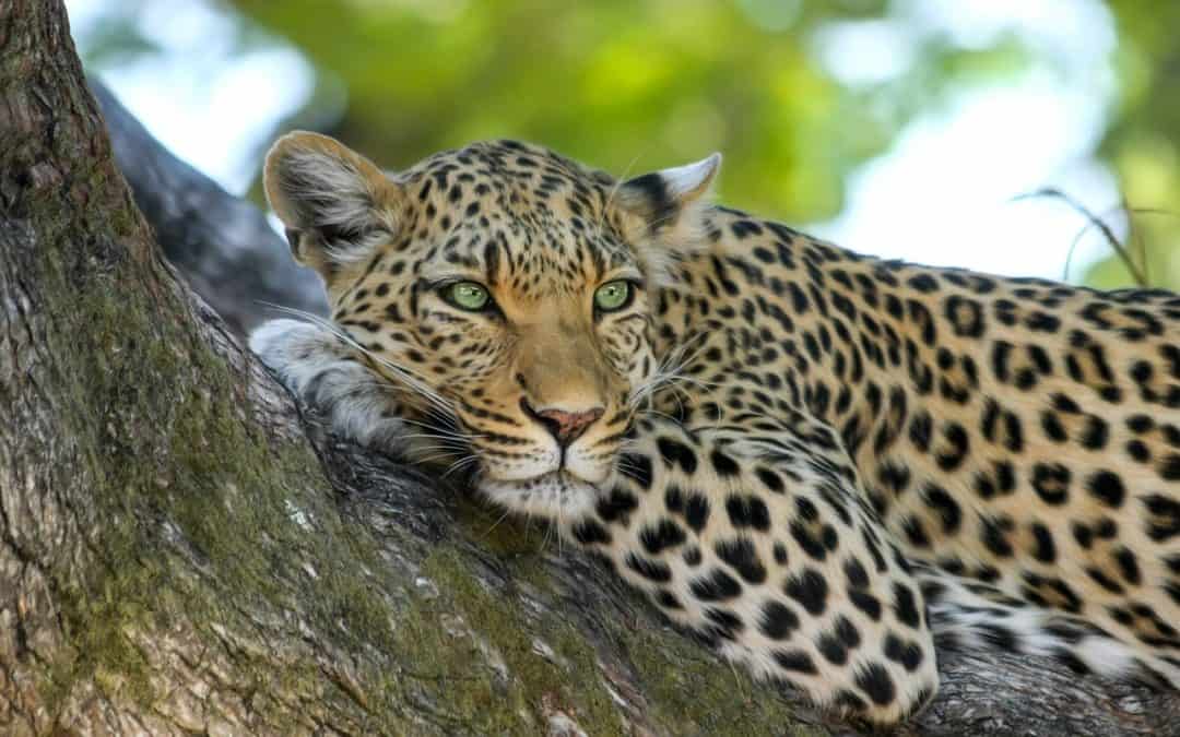 Hunting In Mana Pools National Park