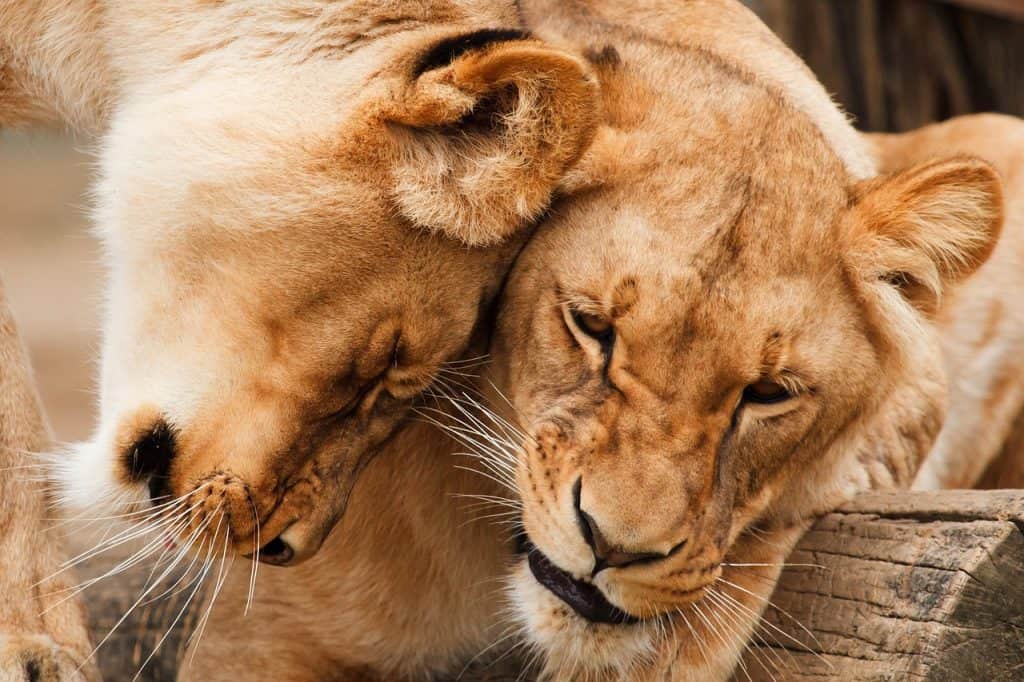 Hunting In Mana Pools National Park