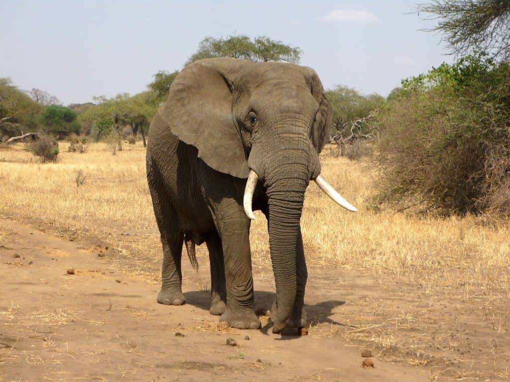 Hunting In Matobo Hills