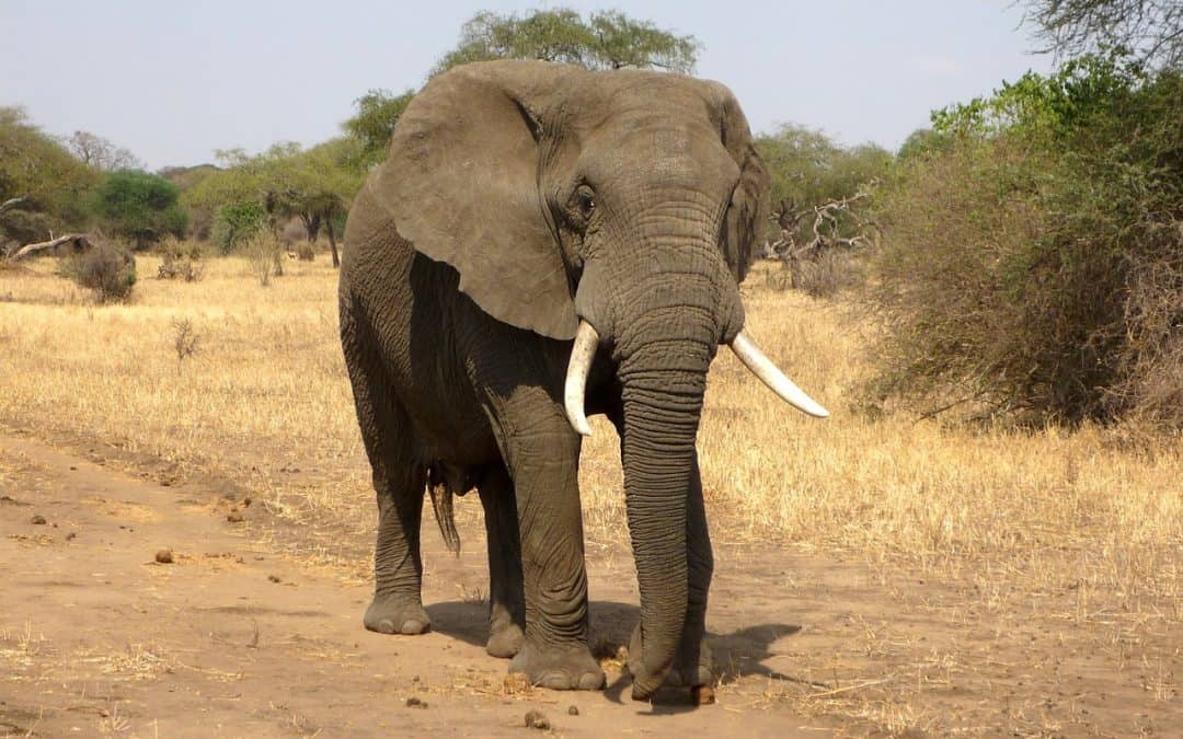 Hunting In Matobo Hills