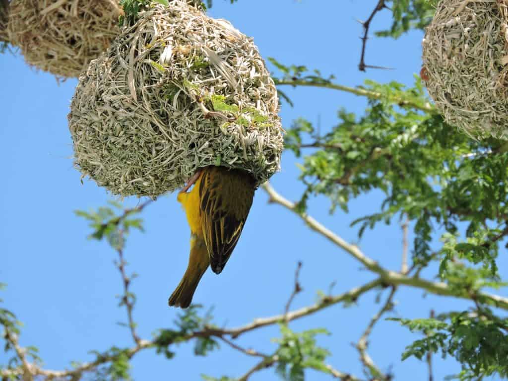 Hunting In Matusadona National Park