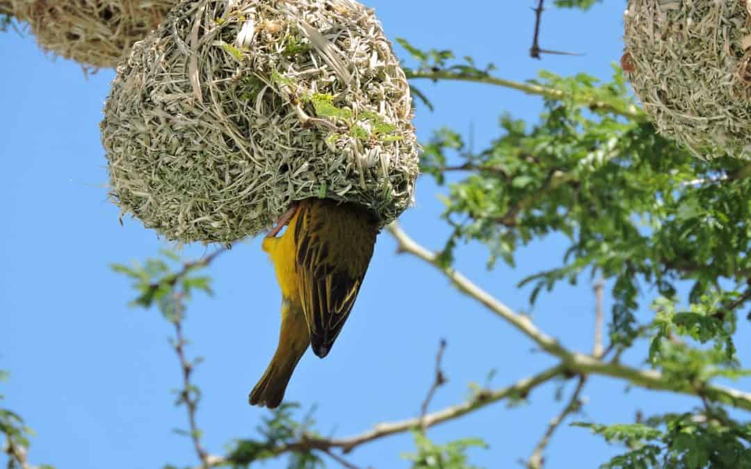 Hunting In Matusadona National Park