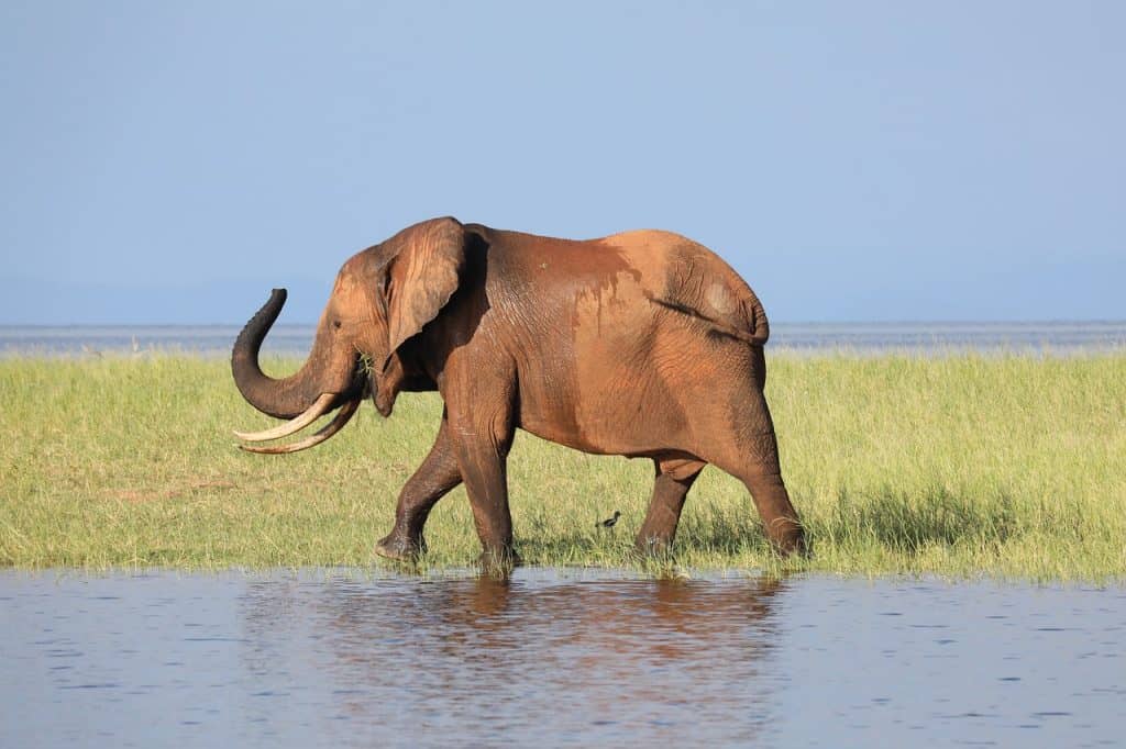 Hunting In Matusadona National Park